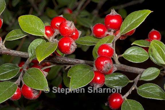 cotoneaster aff pannosus 1 graphic